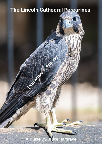 Lincoln Cathedral Peregrines Booklet - Wildlife Print Store - -