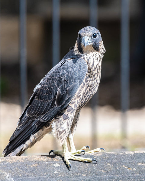 Set of 10 Peregrine Postcards - Wildlife Print Store - postcard -