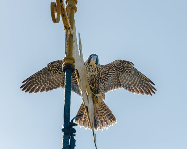 Set of 10 Peregrine Postcards - Wildlife Print Store - postcard -