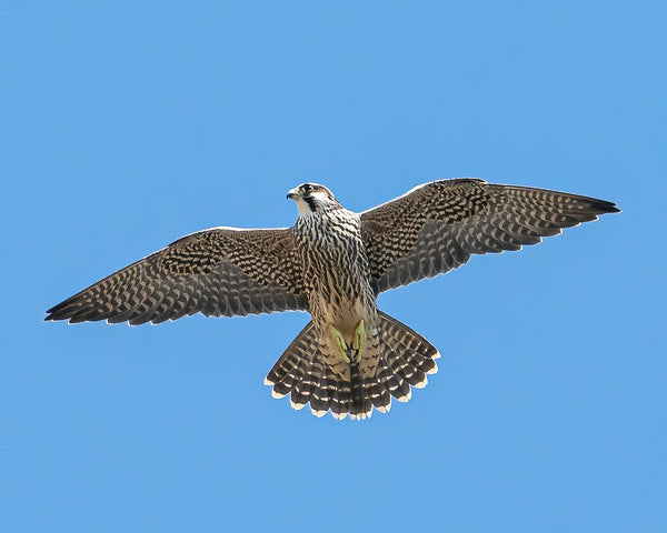 Set of 10 Peregrine Postcards - Wildlife Print Store - postcard -
