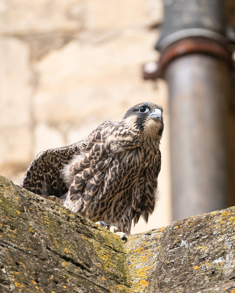 Set of 10 Peregrine Postcards - Wildlife Print Store - postcard -