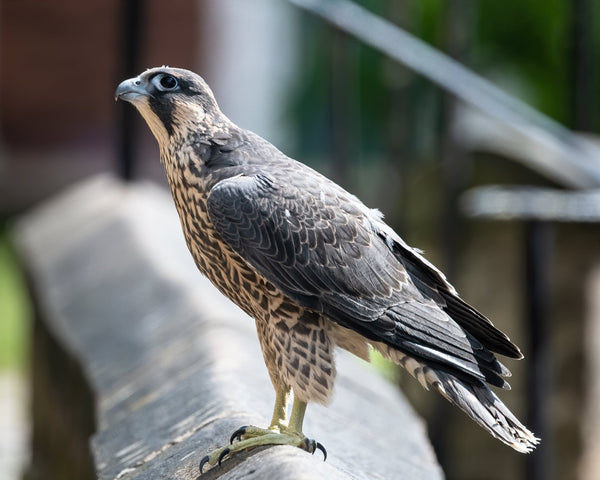 Set of 10 Peregrine Postcards - Wildlife Print Store - postcard -