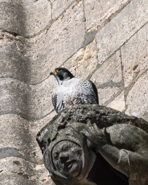 Set of 10 Peregrine Postcards - Wildlife Print Store - postcard -
