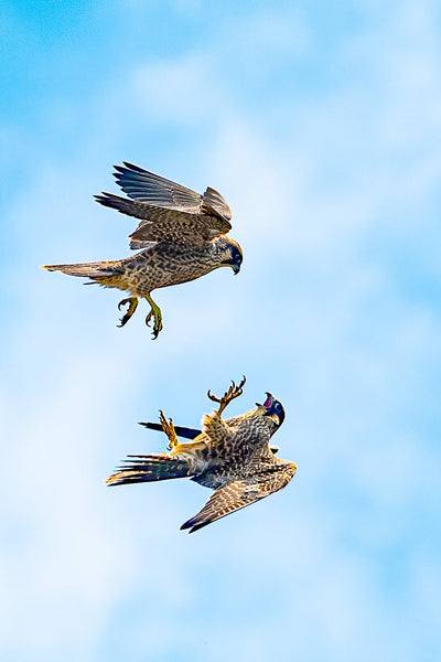 Set of 10 Peregrine Postcards - Wildlife Print Store - postcard -