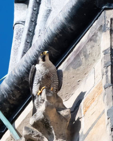 Set of 10 Peregrine Postcards - Wildlife Print Store - postcard -