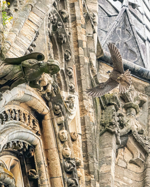 Set of 10 Peregrine Postcards - Wildlife Print Store - postcard -