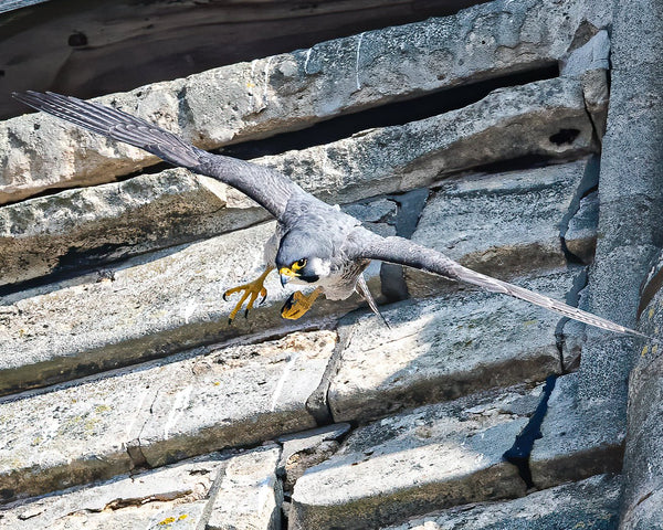 Set of 10 Peregrine Postcards - Wildlife Print Store - postcard -