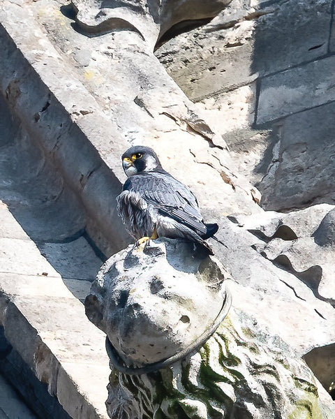 Set of 10 Peregrine Postcards - Wildlife Print Store - postcard -