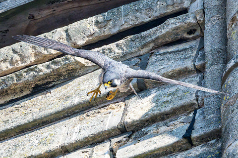 Adult Peregrine Leaving Nest - Wildlife Print Store - Print - Medium (12x8 inches - glossy acrylic with subframe for hanging)