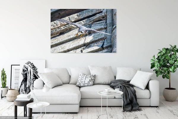 Adult Peregrine Leaving Nest - Wildlife Print Store - Print - Extra Large (120x80 cm / 47x31 inches - canvas on pine frame)