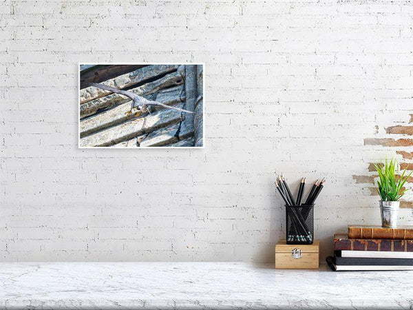 Adult Peregrine Leaving Nest - Wildlife Print Store - Print - Large (24x16 inches - glossy acrylic with subframe for hanging)