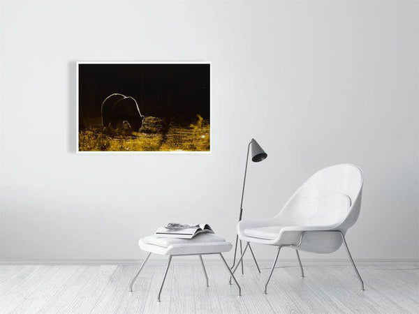 Brown Bear Golden Sun - Wildlife Print Store - Print - Large (24x16 inches - glossy acrylic with subframe for hanging)