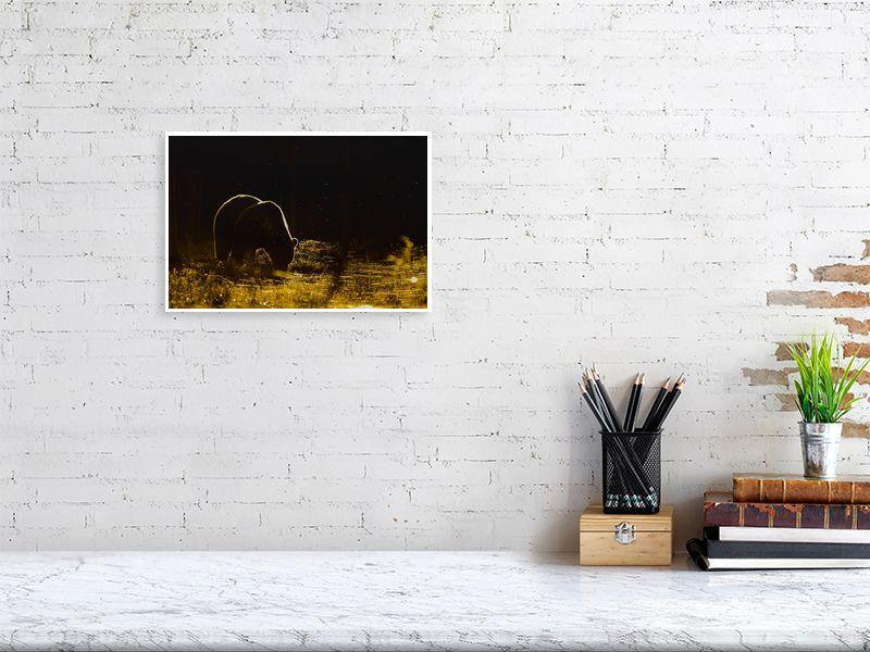 Brown Bear Golden Sun - Wildlife Print Store - Print - Medium (12x8 inches - glossy acrylic with subframe for hanging)