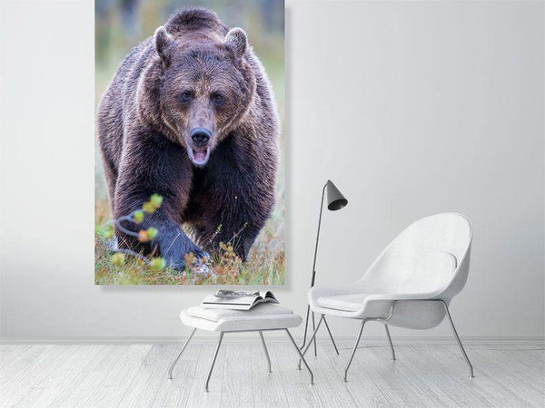 Coming Right At You! - Wildlife Print Store - Print - Extra Large (120x80 cm / 47x31 inches - canvas on pine frame)