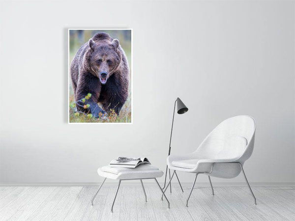 Coming Right At You! - Wildlife Print Store - Print - Extra Large (120x80 cm / 47x31 inches - canvas on pine frame)