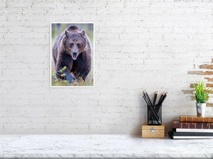 Coming Right At You! - Wildlife Print Store - Print - Medium (12x8 inches - glossy acrylic with subframe for hanging)