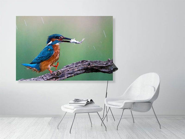 Happy Feet! - Wildlife Print Store - Print - Extra Large (120x80 cm / 47x31 inches - canvas on pine frame)