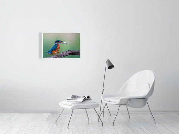 Happy Feet! - Wildlife Print Store - Print - Large (24x16 inches - glossy acrylic with subframe for hanging)
