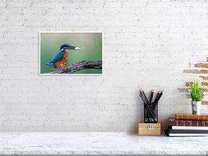 Happy Feet! - Wildlife Print Store - Print - Medium (12x8 inches - glossy acrylic with subframe for hanging)