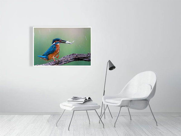 Happy Feet! - Wildlife Print Store - Print - Extra Large (120x80 cm / 47x31 inches - canvas on pine frame)