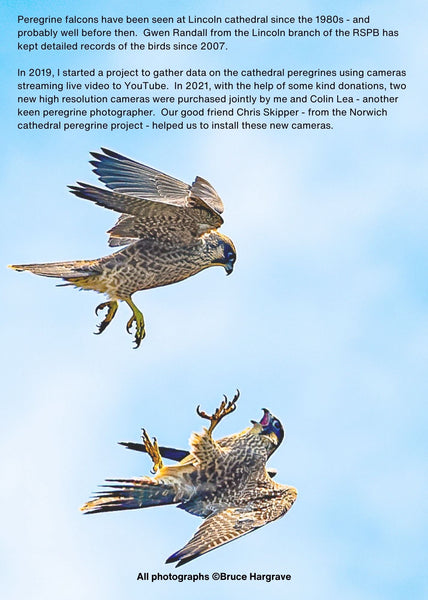 Lincoln Cathedral Peregrines Booklet - Wildlife Print Store - -