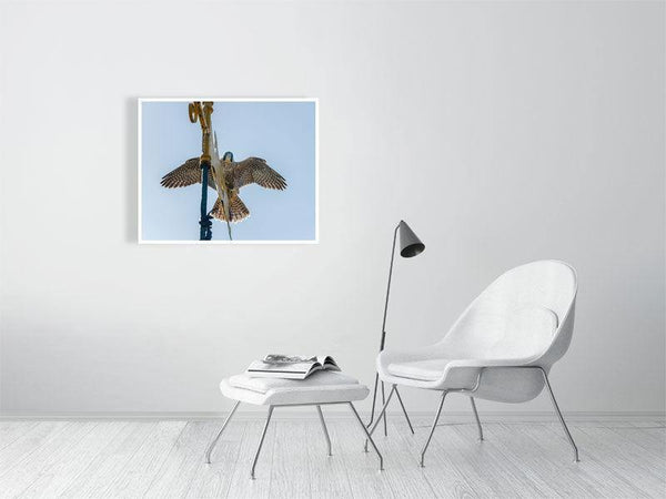 Made It Ma! Top of the World! - Wildlife Print Store - Print - Extra Large (100x80 cm / 40x31 inches - canvas on pine frame)