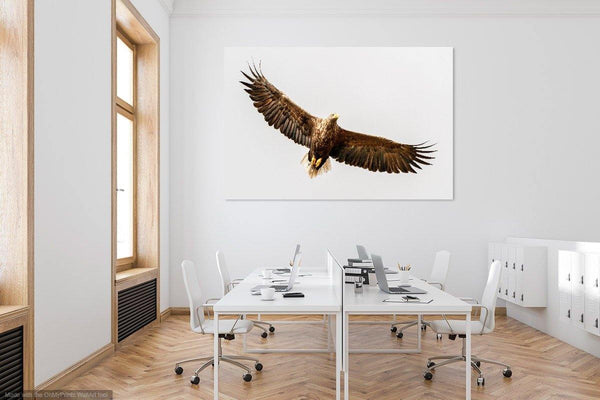 Soaring Eagle - Wildlife Print Store - Print - Extra Large (120x80 cm / 47x31 inches - canvas on pine frame)