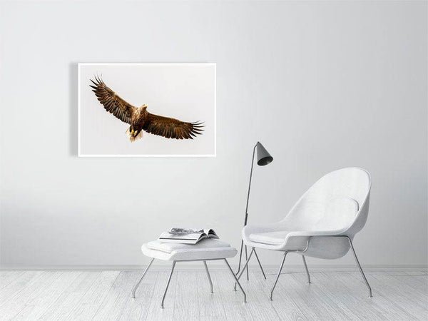 Soaring Eagle - Wildlife Print Store - Print - Medium (12x8 inches - glossy acrylic with subframe for hanging)