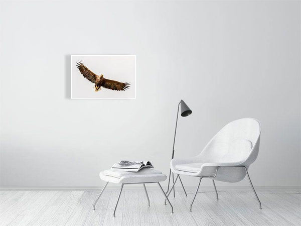 Soaring Eagle - Wildlife Print Store - Print - Large (24x16 inches - glossy acrylic with subframe for hanging)