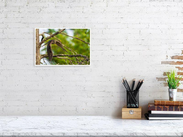 Sparrowhawk - Wildlife Print Store - Print - Medium (12x8 inches - glossy acrylic with subframe for hanging)
