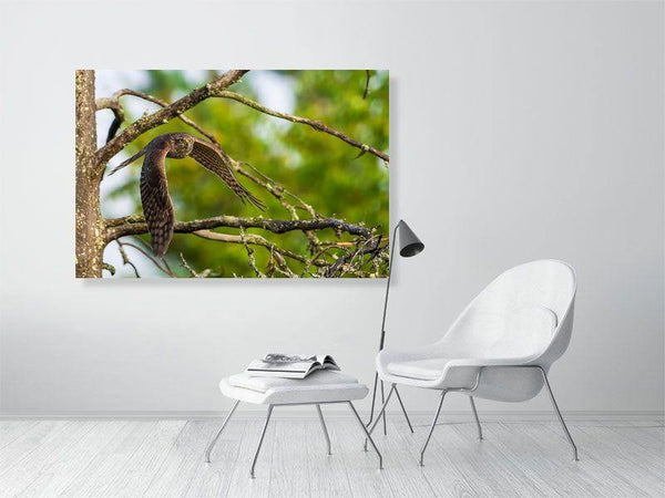 Sparrowhawk - Wildlife Print Store - Print - Extra Large (120x80 cm / 47x31 inches - canvas on pine frame)