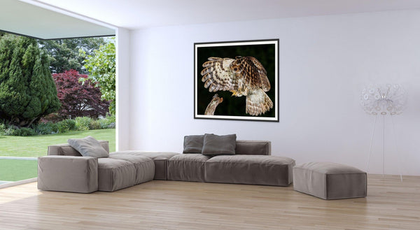 Tawny Owl Landing - Wildlife Print Store - Print - Extra Large (120x80 cm / 47x31 inches - canvas on pine frame)