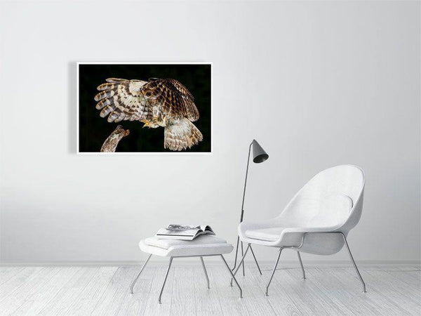 Tawny Owl Landing - Wildlife Print Store - Print - Medium (12x8 inches - glossy acrylic with subframe for hanging)