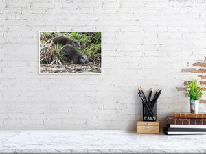 Twin Otters by the River - Wildlife Print Store - Print - Medium (12x8 inches - glossy acrylic with subframe for hanging)