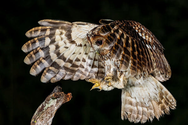 Tawny Owl Landing - Bruce Hargrave Photography
